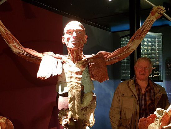 Körperwelten Museum Anatomie des Glücks