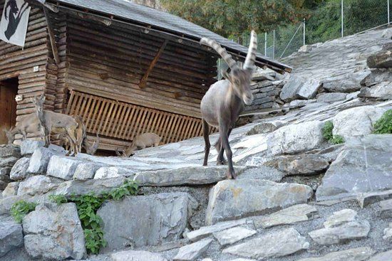 Alpenwildpark Interlaken