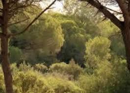 Dehesa de Roche