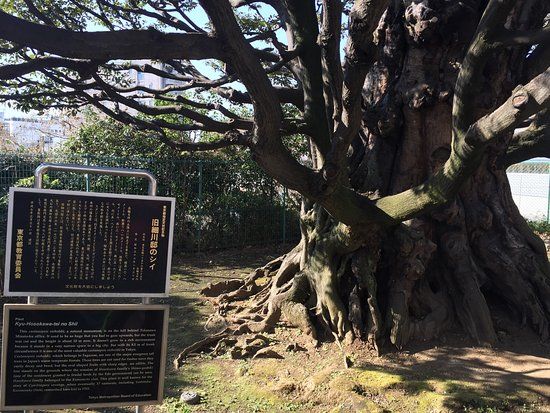 Shi Tree of the Former Hosokawa Residence