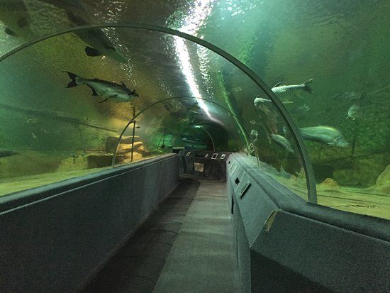 Chiang Mai Zoo Aquarium