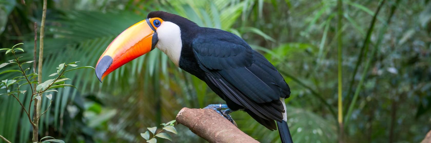 The Green Planet by Meraas