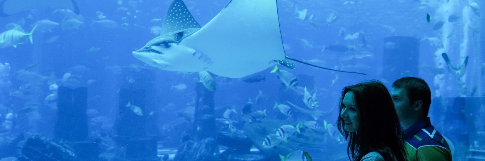 Meeresaquarium AquaRio